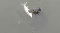 Seal in Channelsea River