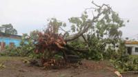 Fallen tree