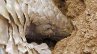 Rare giant pangolin sub-species