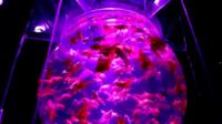 Aquarium art