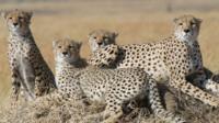 Cheetahs