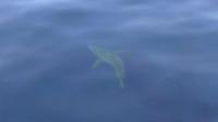 Great white shark off Majorca