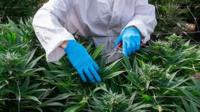 Cannabis farm