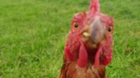 Hospice chicken