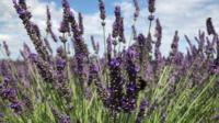 Lavender