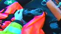 Indy being rescued