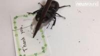 A beetle holding a pen