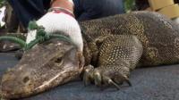 Lagarto gigante capturado em parque de Bangcoc