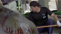 Whale being butchered
