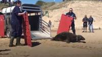 Seal Sir David released back to sea