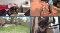 Pets during lockdown