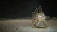 Peixe-mão manchado