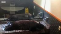 A bear takes a nap in a hotel bathroom.