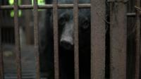 Moon bear in cage