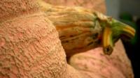 giant pumpkin