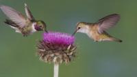 Hummingbirds