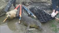 Seals