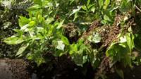 Swarm of bees