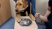 'I've never seen a labrador that thin before'