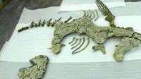 Fossil of sea reptile
