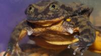 Romeo the frog