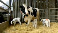 Triplets born on Kent dairy farm