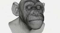 Creating an ape using visual effects