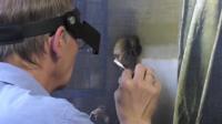 Expert restoring the painting