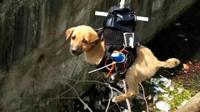The puppy being lifted out of the drain