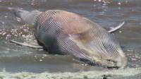 Dead whale