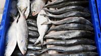 A file photo of fish