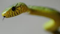 A West African green mamba