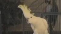 Imagem do animal dançando