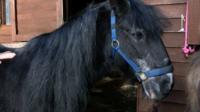 Duke the pit pony