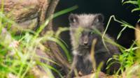 Arctic fox cub