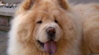 Chow chow dog