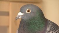 Pigeon