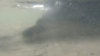 Ten volunteer marine conservators saved the dolphins in Tasmania.
