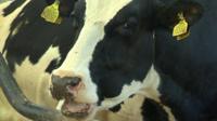 Cows' burbs are a major contributor to global warming