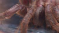 Insects