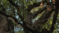 Hiroshima tree