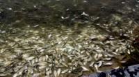 Thousands of dying and dead fish were found in a river leading to the Gulf of Mexico.