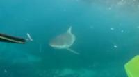 A shark swims near a spear and flippers