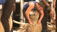 Sheep shearing