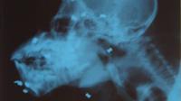 X-ray of shot orangutan