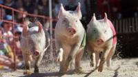 Pigs racing