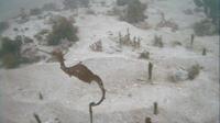 Dragão-marinho vermelho é filmado pela primeira vez nas profundezas do oceano