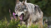 A wolf howling