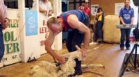 Daniel McIntyre shears a sheep during competition in the Australian state of New South Wales
