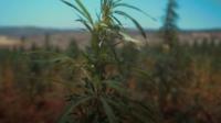 Lebanon is considering legalising cannabis. A farmer explains why this could "benefit everyone".